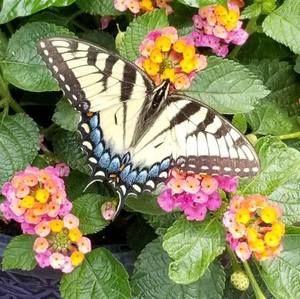 Meet your Posher, Shirley